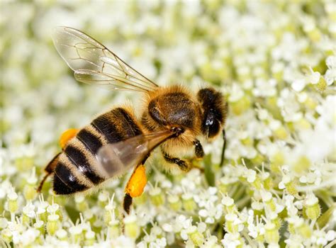 Mysterious Origins Of Western Honey Bees Revealed