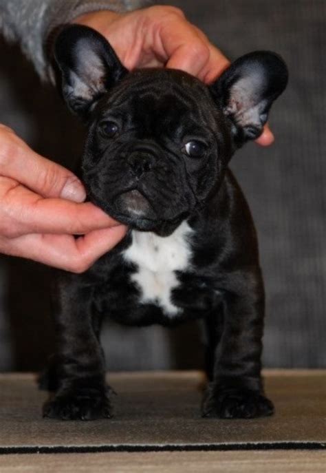 These puppies are more than just adorable, they are expensive, but you do get something with the price! Gorgeous well trained French Bulldog Puppies for Adoption ...