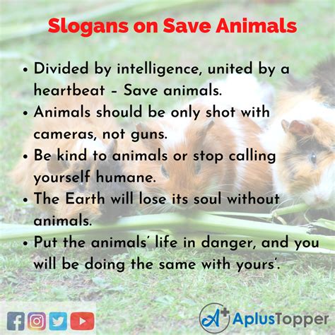Slogans On Save Animals Unique And Catchy Slogans On Save Animals In