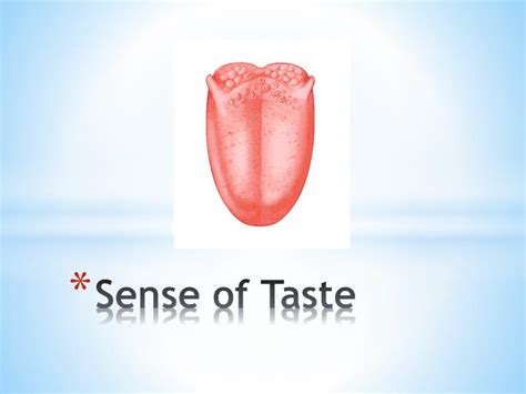 PPT - Sense of Taste PowerPoint Presentation, free download - ID:2132761