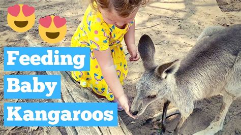 Hand Feeding Kangaroos Help These Animals During The Bushfire