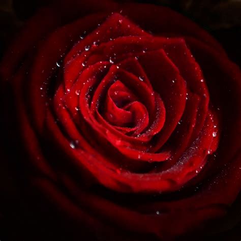 Download Wallpaper Water Drops On Red Rose 2224x2224