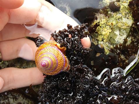 Tidepool Treasures Jeweled Top Snail