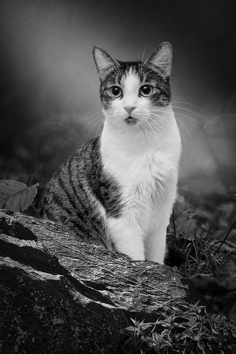 Cat Feline Outdoors Free Photo On Pixabay Pixabay
