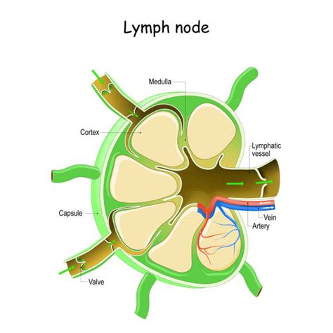 Lymphatic System Diagram Illustrations Royalty Free Vector Graphics