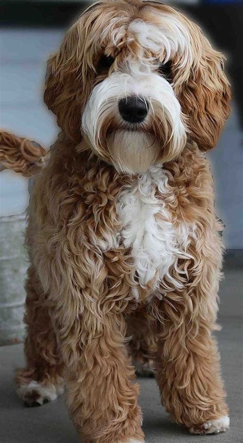 Labradoodles and mini labradoodles are healthier than purebred akc labs due to hybrid genes. Our Girls - Breeding Female Labradoodles - Labradoodle ...