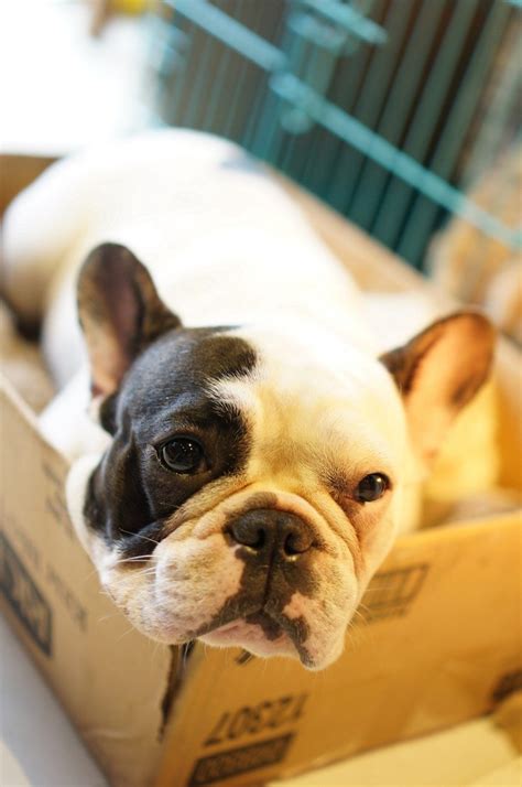 We call this skin allergy atopy, and french bulldogs often have it. French Bulldog Skin Problems - FrenchBulldogio