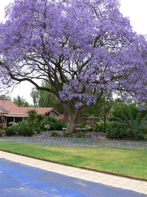 Purple Blooming Trees In Texas Home Design Ideas