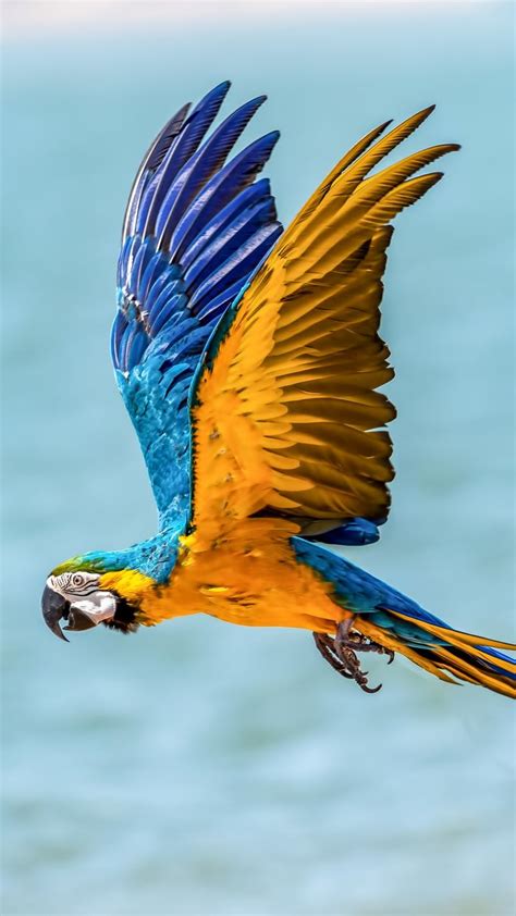 1080x1920 Macaw Parrot Birds Hd Flying For Iphone 6 7 8 Wallpaper