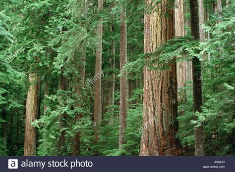 Old Growth Forest Washington State Usa Pacific Nw Trees With Light