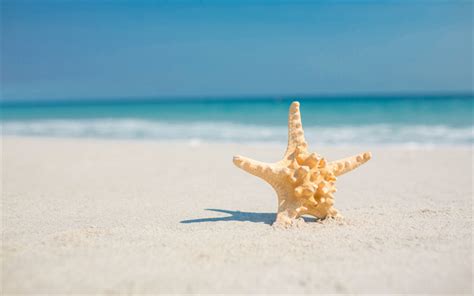 Download Wallpapers Starfish Beach Sand Ocean Tropical Islands