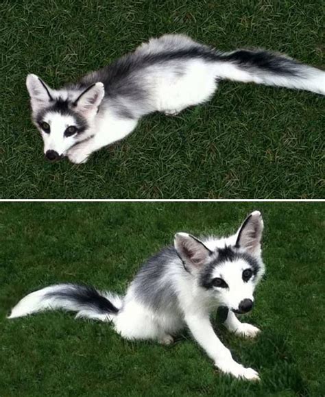 The extremely rare, yet fully domesticated, marble fox ...
