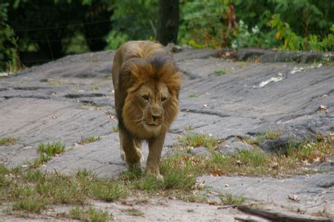 Lion African Plains Bronx Zoo