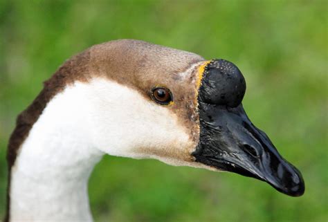 Swan Goose Anser Cygnoides