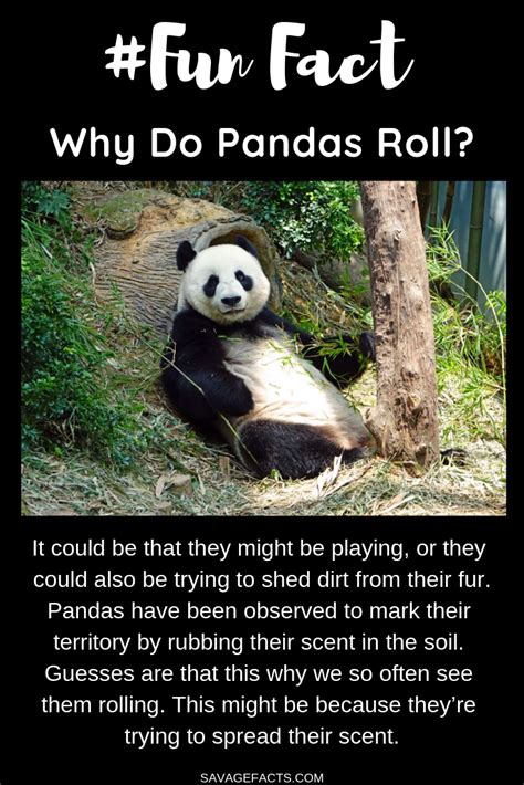 Panda Bear Facts And Pictures Peepsburgh