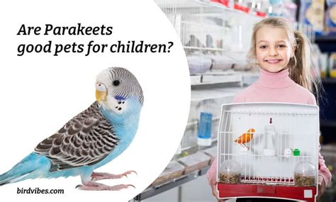 Are Parakeets Good Pets For 10 Year Olds Pet Birds For Children Bird