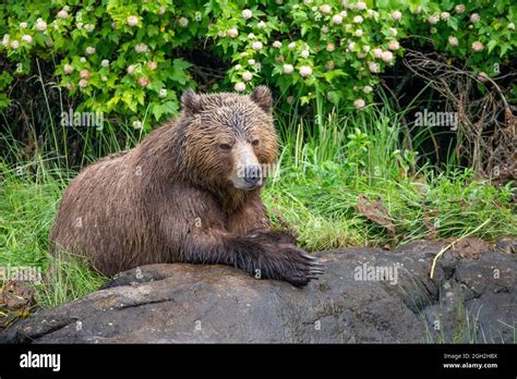 Grizzly Bear Looking Calm Next To A River Stock Photo Alamy
