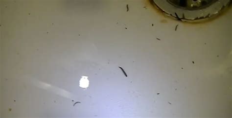 She dug with a pair of tweezers and a little tiny thing popped out. A summer drain fly infestation could be to blame for a ...