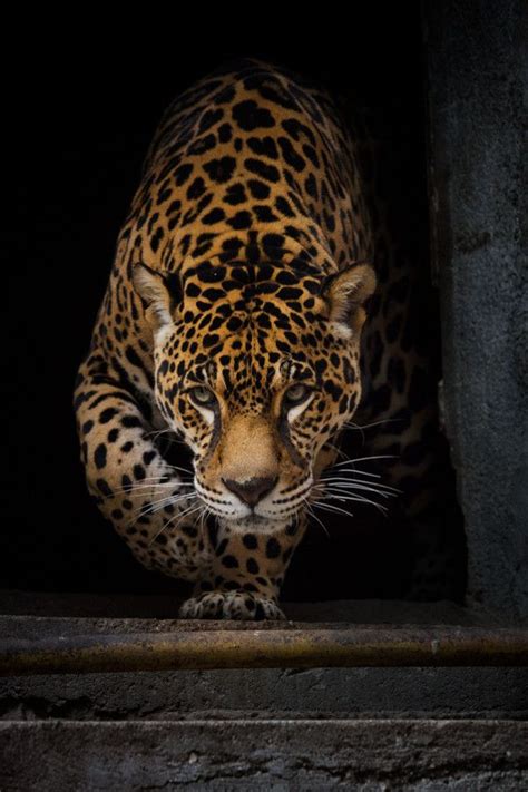 Jaguar By Yllivilly Animals Wild Cats Animals Beautiful