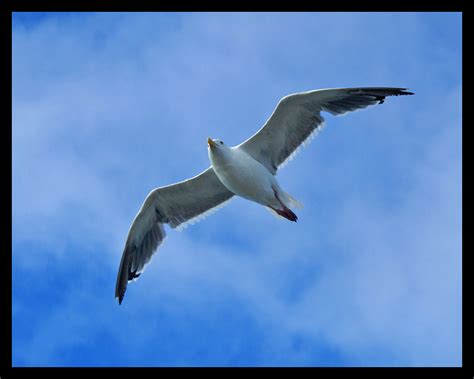 High Flying Bird High Flying Bird Over San Francisco Bay Flickr