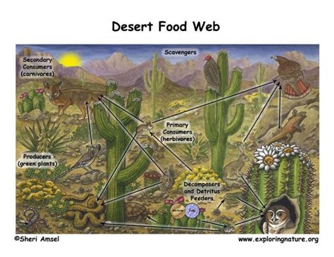 Heres An Example Of A Desert Food Web Desert Ecosystem Food Web