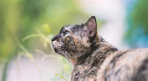 How Long Do Cats Live Cat Lifespan By Breed