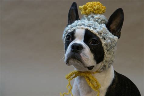 Happy Hump Day Here Are 12 Adorable Dogs In Hats To Get You Through