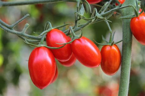 The 25 Most Delicious Types Of Tomatoes