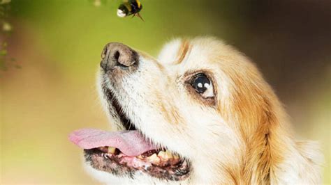 What To Do If Your Dog Eats A Bee