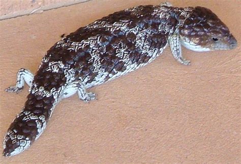 Western Shingleback Bobtail Skink Tiliqua Rugosa This Is A Blue