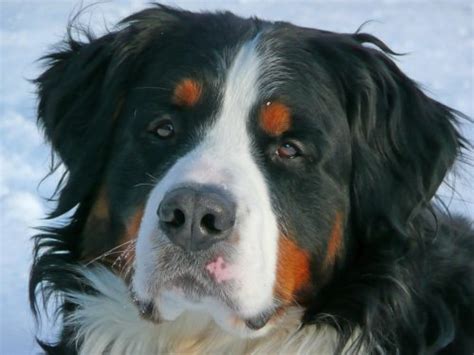 What Is The Bernese Mountain Dog Lifespan Canna Pet