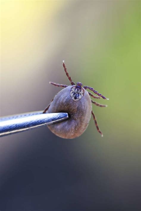 Tick Removal Human Body