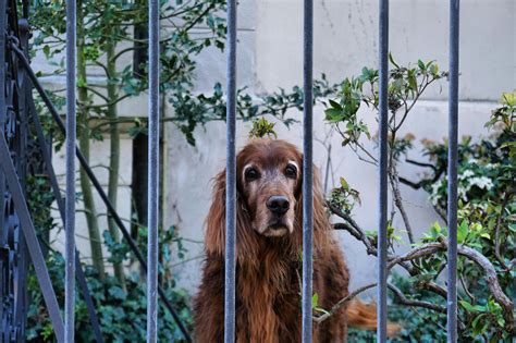 Photo Of Dog Behind The Fence · Free Stock Photo