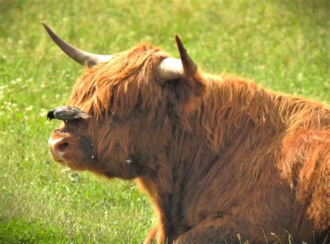 Hairy Highland Coos Hairy Coos With Eastern Nosepecker Flickr