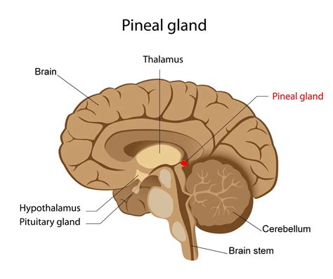 Hypothalamus Pineal Gland Pituitary Gland