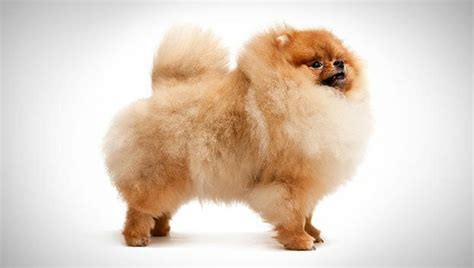 See more of pomeranian kerala on facebook. Pomeranian Husky Mix Information - Read This Before Buying ...