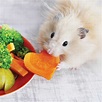 How to Feed Hamsters – A Guide for Beginners – Hamsters101.com