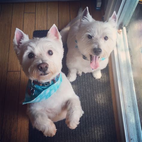 Mobile Grooming Makes Westie Haircuts So Easy And Fun For The Boys Dog