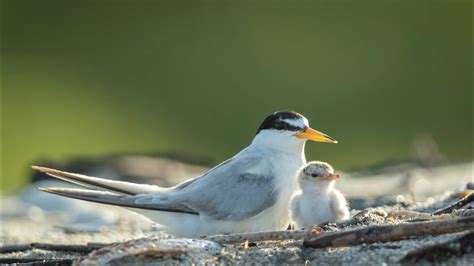 Share The Shore With Beach Nesting Birds Youtube