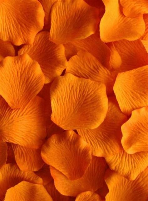 I Color Naranja Orange Petals Life In Colors Pinterest Orange