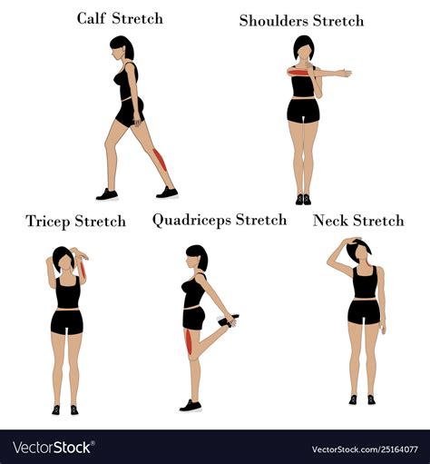 Body Stretch Exercises Royalty Free Vector Image