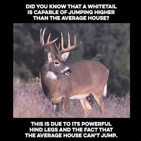 Pin By Lia On Clean And Funny Funny Hunting Pics Funny Deer Deer