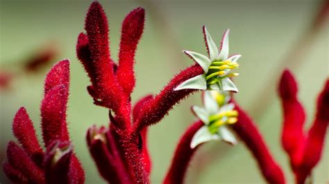 Red Fuzzy Flower Buds And Unusual Flowers Of Kangaroo Paw