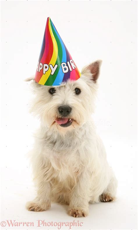Dog Westie Wearing A Birthday Hat Photo Wp40425