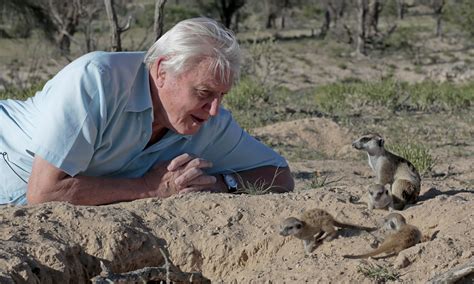 The film, which serves as attenborough's witness statement for the natural world, premiered on netflix in early october 2020. Life Story - review: 'Terrifying, mesmerising and very ...