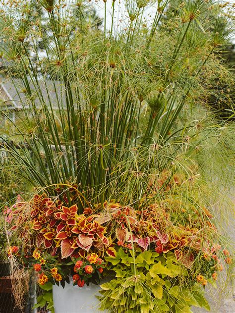 Fall And Winter Container Garden Ideas Dennis 7 Dees Landscaping