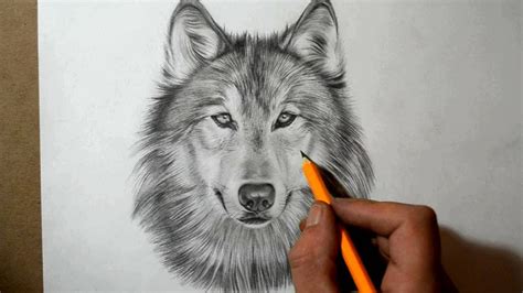 Then i use a darker value on the area just to the left of the wolf, and i apply both light and dark values to the areas above and to the right of the wolf's head. How to Draw a Wolf - YouTube