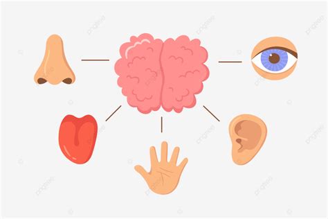 Conjunto De órgãos Do Cérebro E Dos Sentidos Humanos Png Vista