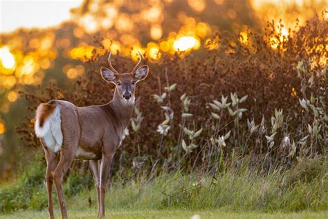 Find The Best Feeding Times For Deer Tectonic
