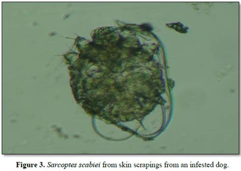 Scitech Zoonotic Transmission Of Canine Scabies A Case Report